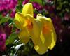 00380_yellowflora_1920x1200