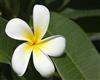 00499_fijianfrangipani_1680x1050