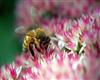 00926_beeonautumnjoy_2560x1600