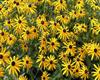 00439_rudbeckia_1920x1200