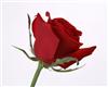 UPLOADED_rose-flower-wallpapers_8255_1600x1200